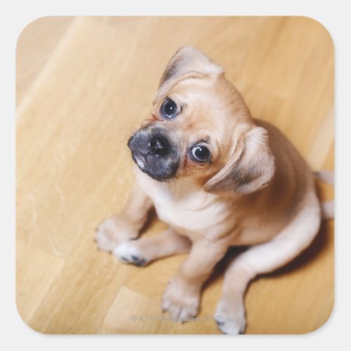 Pug Cross Cavalier King Charles Spaniel Square Sticker