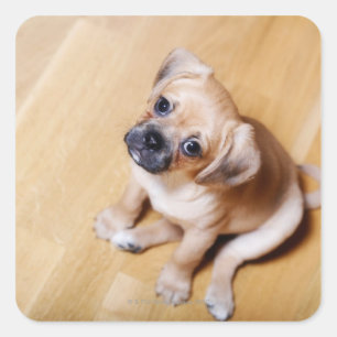 Pug Cross Cavalier King Charles Spaniel Square Sticker