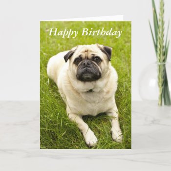 Pug Cute Dog Beautiful Photo Custom Birthday Card by roughcollie at Zazzle