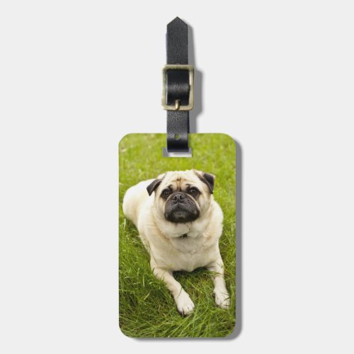 Pug cute dog beautiful photo custom gift luggage tag