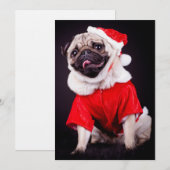 pug dog (Front/Back)