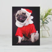 pug dog (Standing Front)