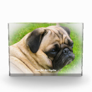 Pug Dog. Acrylic Award