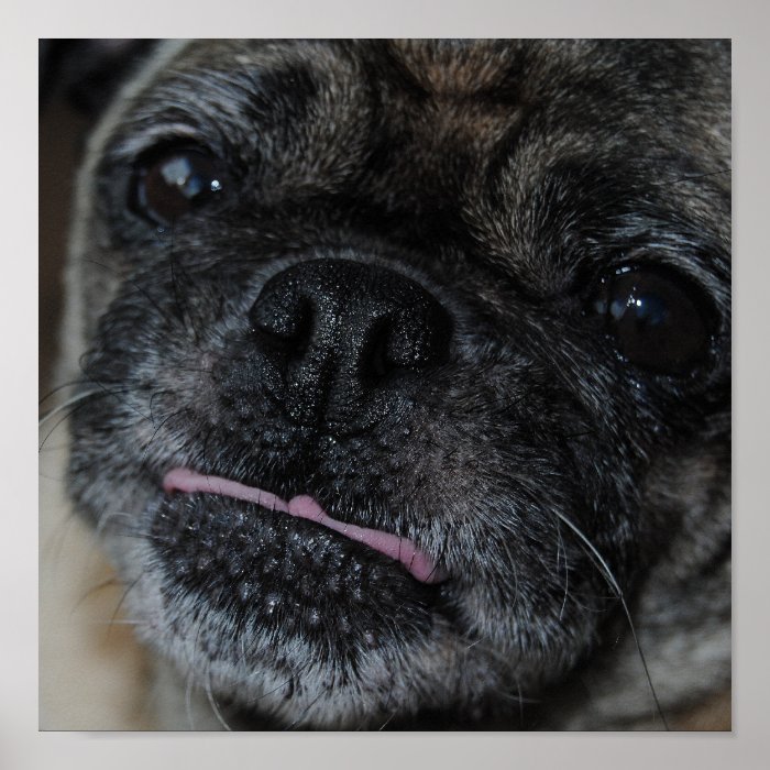 Pug Dog And Tongue Print