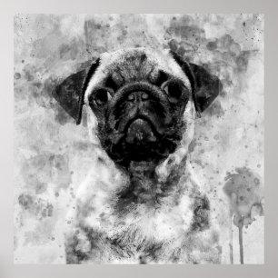 Pug Dog Black and White Watercolor 01 Poster