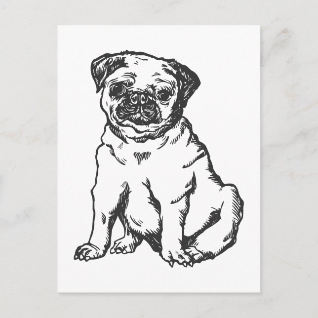 Pug dog , black & white illustration postcard (Front)
