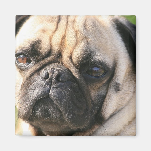 Pug Dog Breed  Magnet (Front)