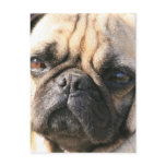 Pug Dog Breed  Postcard