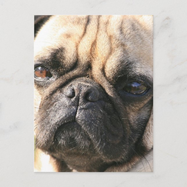 Pug Dog Breed  Postcard (Front)