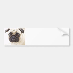 Pug Dog Bumper Sticker
 Sticker