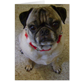 Pug Dog Cards