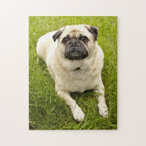 Pug dog cute photo jigsaw puzzle