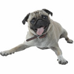Pug Dog Cutout<br><div class="desc">This photo sculpture is of a beautiful Pug dog. You can customize this design and order it in a variety of sizes. This Pug dog design is also available as shaped, cut-out magnets, ornaments, pins and keychains.</div>