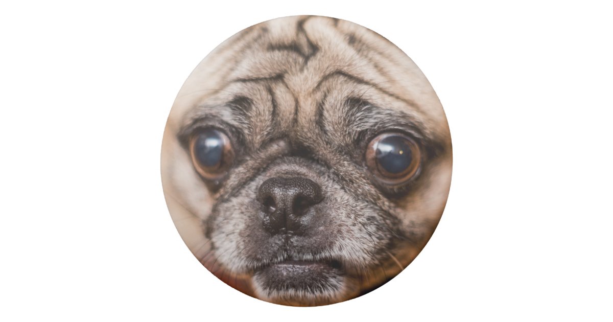 Pug Dog Eraser | Zazzle.com