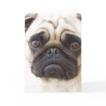 Pug Dog Greeting Card