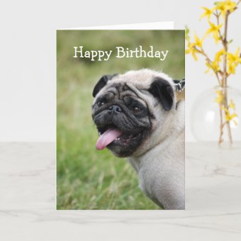 Pug dog happy birthday greeting card cute photo | Zazzle