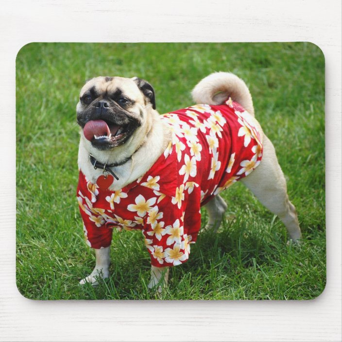 dog in hawaiian shirt