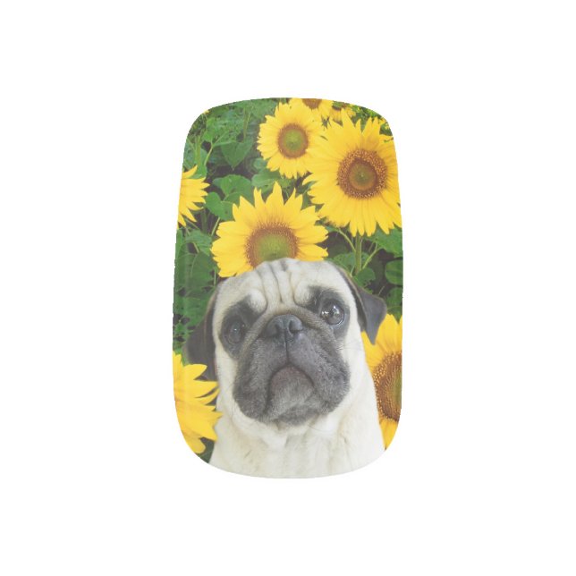 Pug dog in sunflowers minx nail art (Left Thumb)