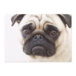 Pug Dog Invitation