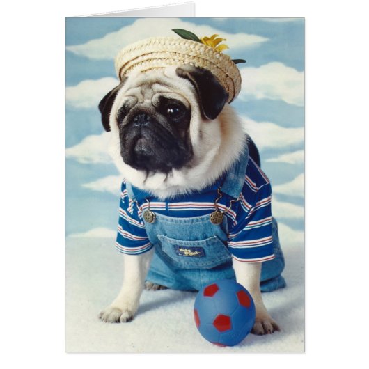 Pug Dog Little Boy Blue Cards (Front)
