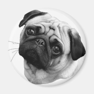 Pug Dog Magnet