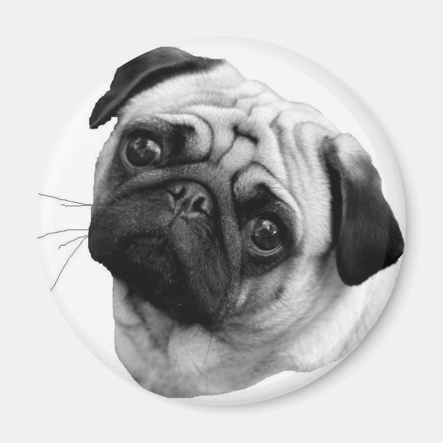 Pug Dog Magnet (Front)