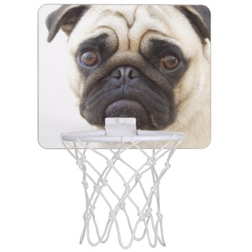 Pug Dog Mini Basketball Hoop