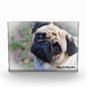 Pug Dog. Photo Block