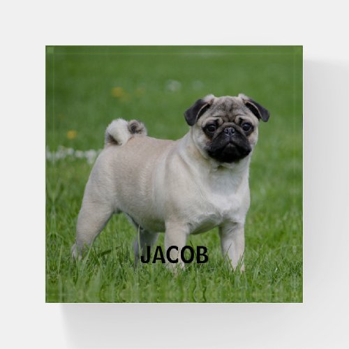 Pug Dog  Photo Glass Paperweight