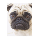 Pug Dog Postcard