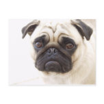 Pug Dog Postcard
