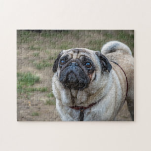 Pug dog puzzle