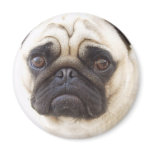 Pug Dog  Round Magnet