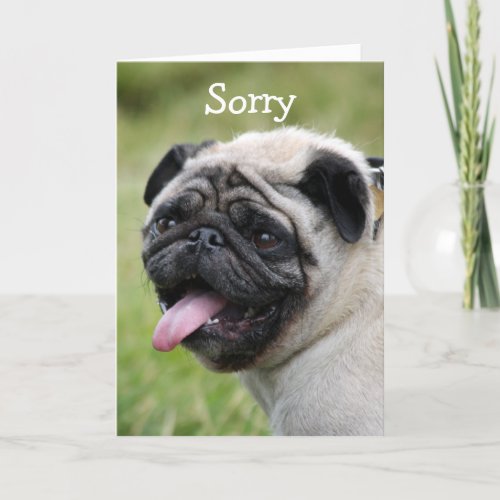 Pug dog sorry greeting card cute photo