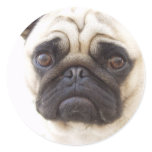 Pug Dog Sticker
 Classic Round Sticker