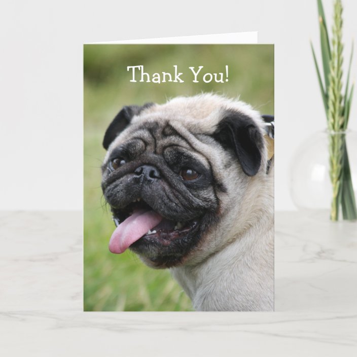 Pug dog thank you greeting card cute photo | Zazzle.com