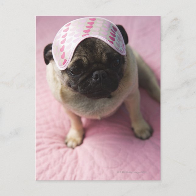 Pug dog with eye mask on head sitting on bed, postcard (Front)
