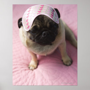 Pug dog with eye mask on head sitting on bed, poster