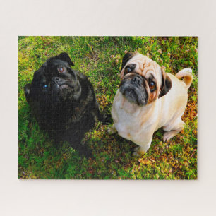 Pug Dogs. Jigsaw Puzzle