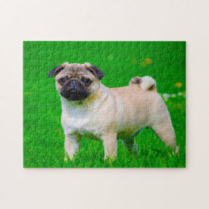Pug Dogs. Jigsaw Puzzle