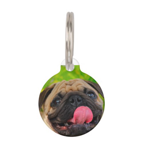 Pug Dogs Pet ID Tag