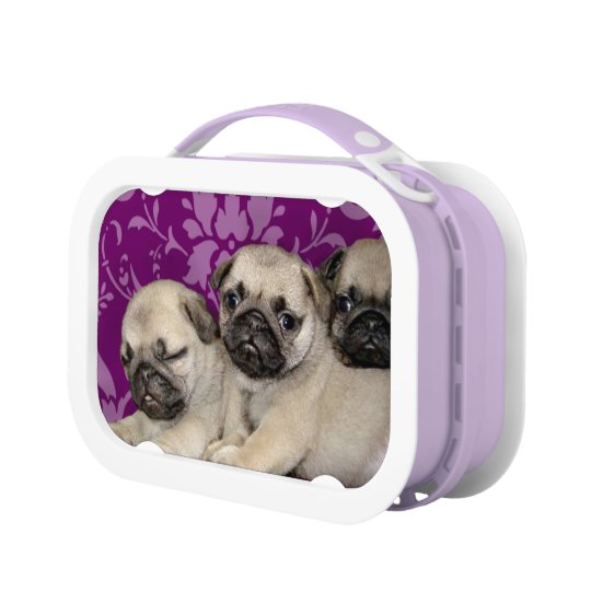Pug dogs purple lunch box