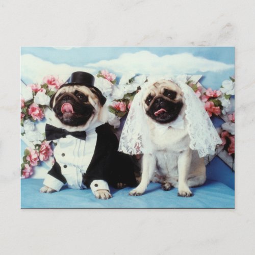 Pug Dogs Wedding Postcard
