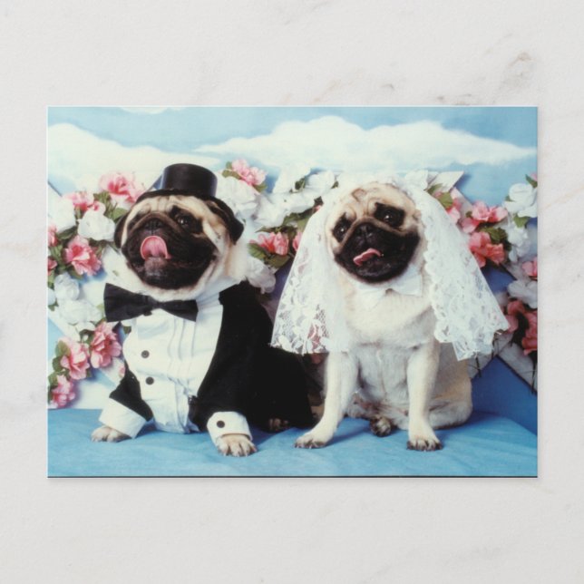 Pug Dogs Wedding Postcard (Front)