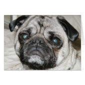 pug face (Front Horizontal)