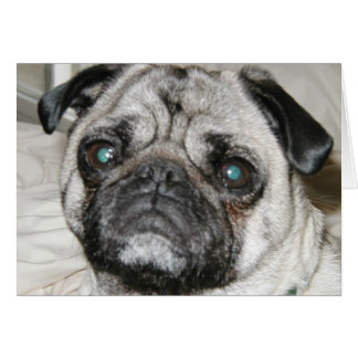 pug face cards
