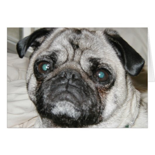 pug face cards (Front Horizontal)