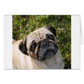 pug fawn (Front Horizontal)