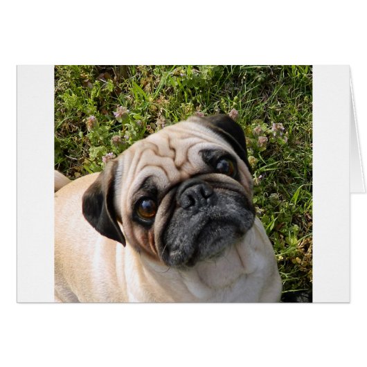 pug fawn cards (Front Horizontal)