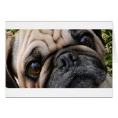 pug fawn eyes (Front Horizontal)